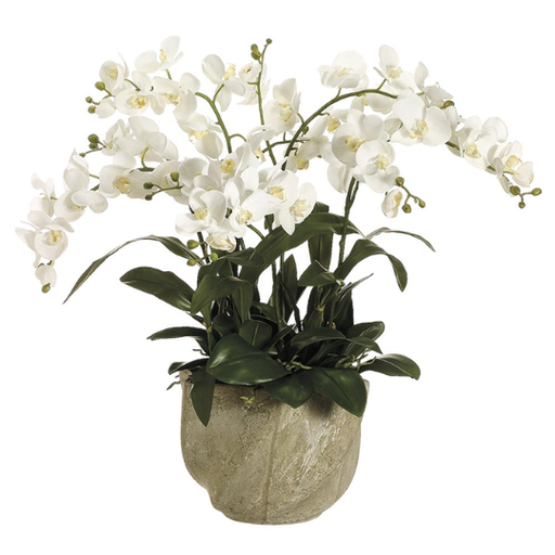 [178832-BB] Phalaenopsis in Stone Pot 30in