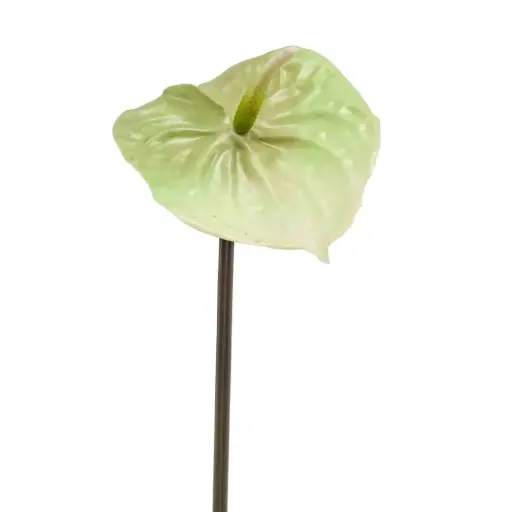 [179526-BB] Anthurium Spray Green 25.5in