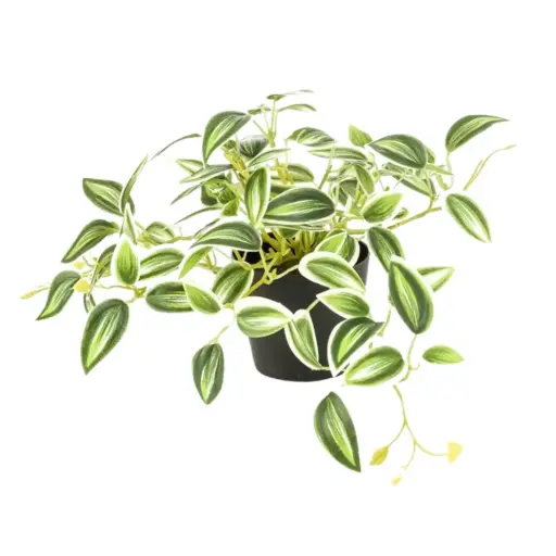 [179532-BB] Tradescantia Green & White in Pot 7.5in