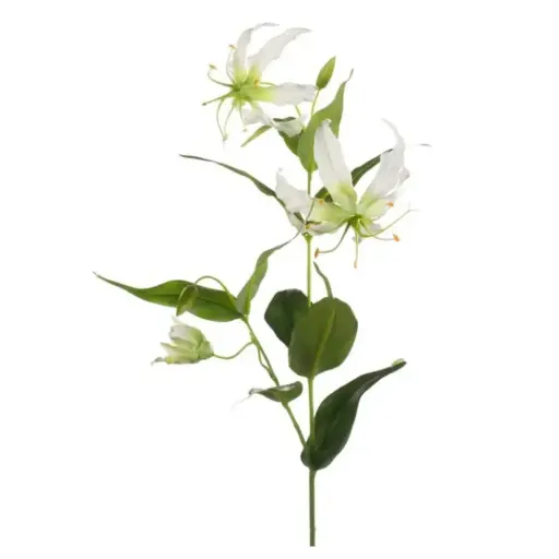 [179536-BB] Gloriosa Spray Cream 29.5in