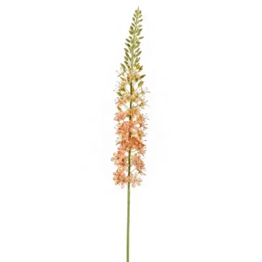 [179548-BB] Eremurus Spray Peach 41in