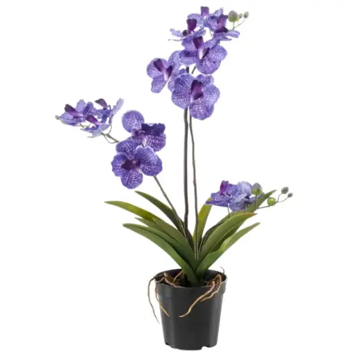 [179558-BB] Vanda Orchid in Pot Purple 23.5in