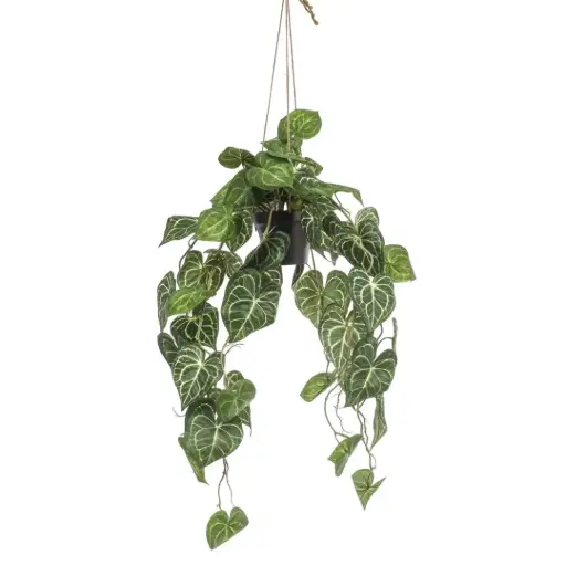 [179559-BB] Anthurium Hanging in Pot 33.5in