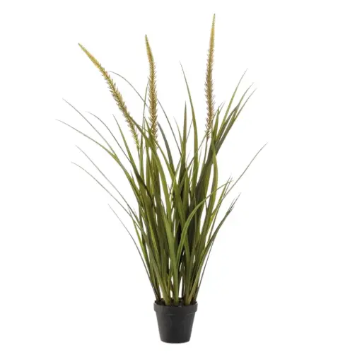 [179560-BB] Grass Foxtail in Pot 35.5in