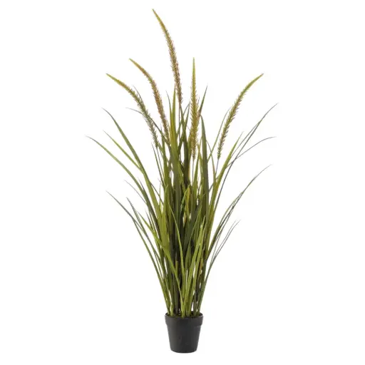 [179561-BB] Grass Foxtail in Pot 45in