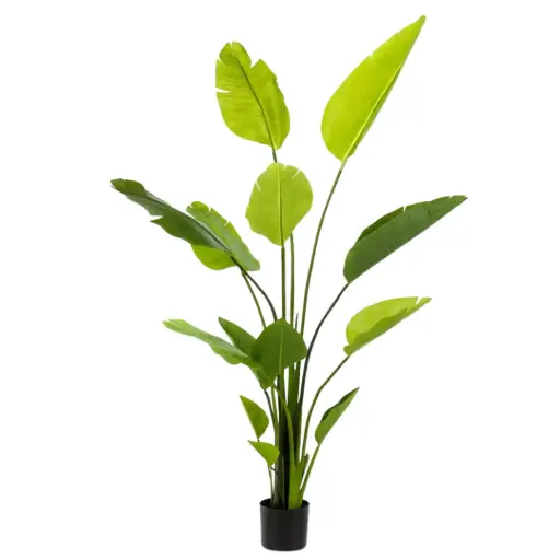 [179566-BB] Strelitzia Nicolai 59in