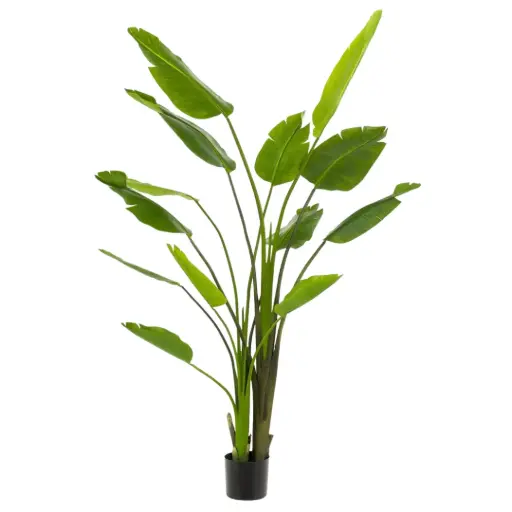 [179568-BB] Strelitzia Nicolai 6ft