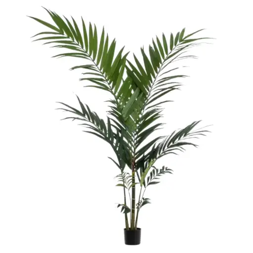 [179569-BB] Kentia Palm 59in