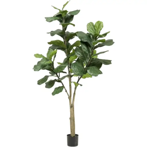 [179571-BB] Ficus Lyrata Tree 6ft