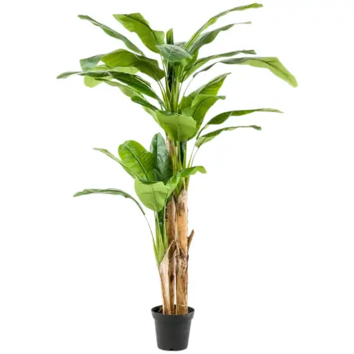 [179572-BB] Banana Tree 7ft