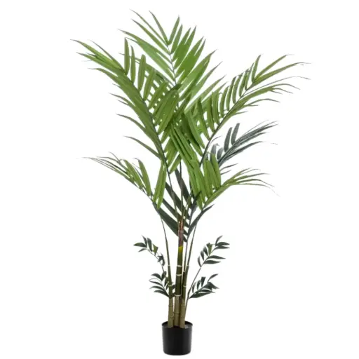 [179573-BB] Kentia Palm 6ft