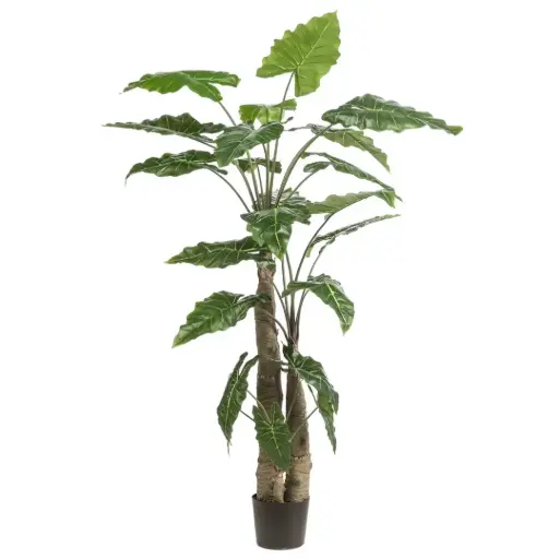 [179574-BB] Alocasia Giant Tree 6ft