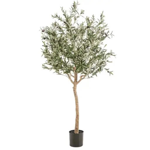 [179577-BB] Olive Tree 6ft
