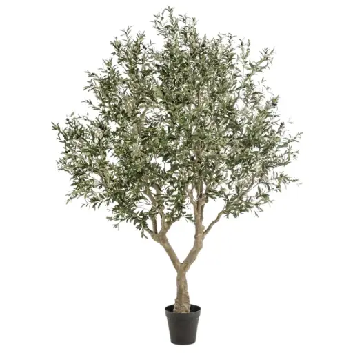 [179578-BB] Olive Tree 8ft