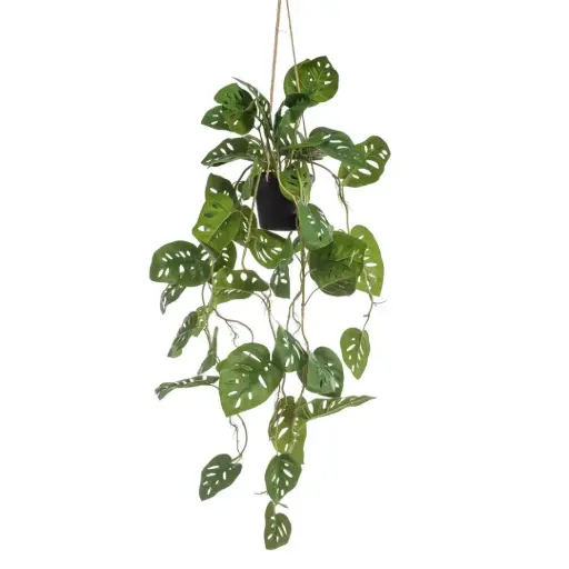[179581-BB] Monstera Monkey Hanging Plant in Pot 39in