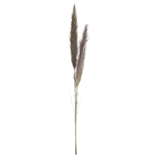 [160160-BB] Pampas Grass Bundle 49in