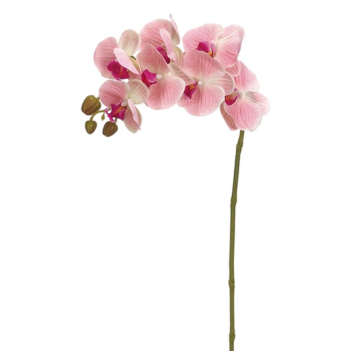 [160121-BB] Phalaenopsis Spray Pink 37in