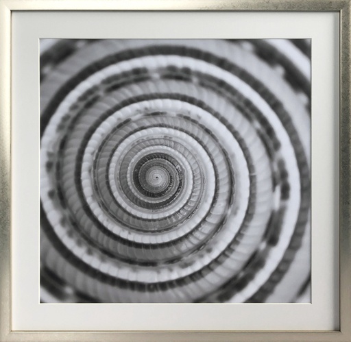 [162810-BB] Shell Spiral I Framed Print 28 x 28