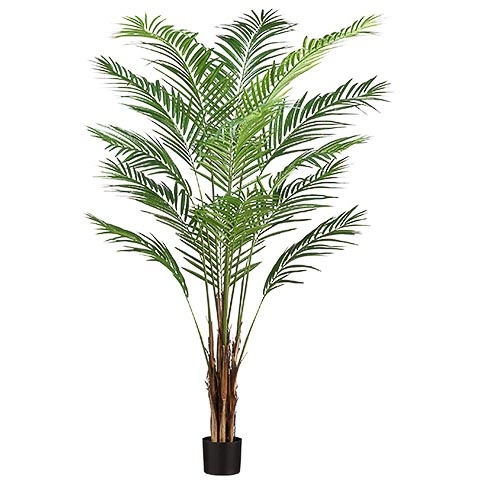 [157653-BB] Acrea Palm Tree 6ft