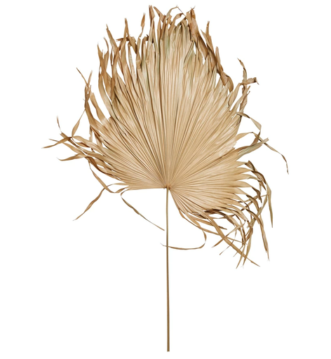 [164981-BB] Dried Palm Fan Leaf