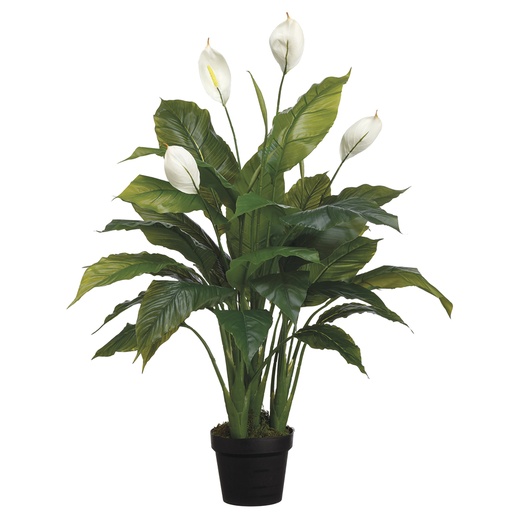 [166338-BB] Peace Lily in Pot 42in