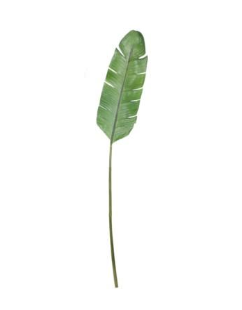 [149131-BB] Banana Leaf