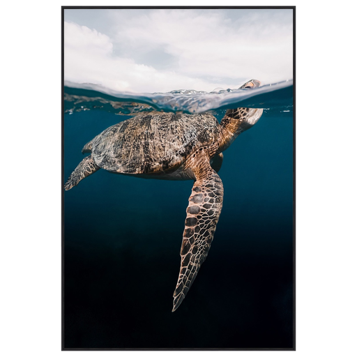 [167016-BB] Sea Turtle Print on Tempered Glass 34x50in