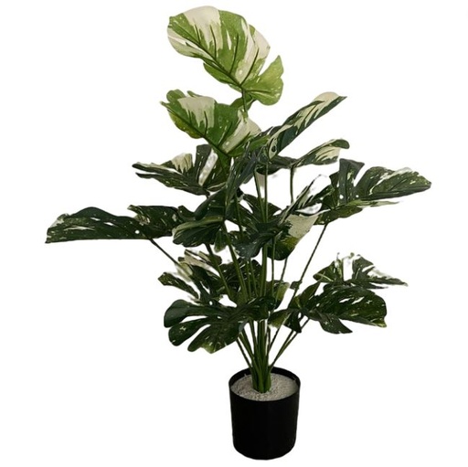 [167065-BB] Variegated Monstera Plant in Pot 28in