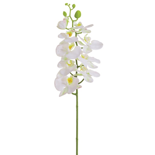 [168210-BB] Phalaenopsis Spray White 30in